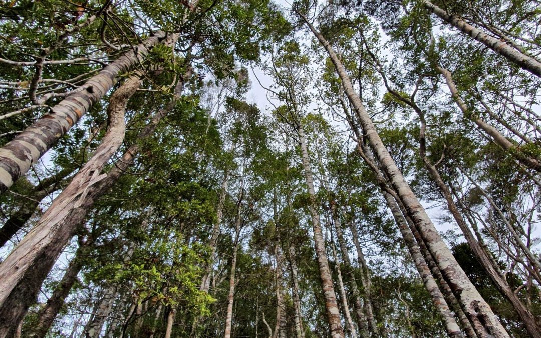 Forestry in the Emissions Trading Scheme hui August–September 2021